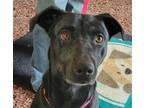 Adopt Juniper a Black Labrador Retriever / Mixed dog in Pendleton, OR (41306216)