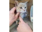 Adopt Mimi a Tan or Fawn Domestic Shorthair / Domestic Shorthair / Mixed cat in