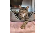 Adopt Missy a Brown or Chocolate Domestic Shorthair / Domestic Shorthair / Mixed