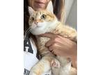 Adopt Bella Fleur a Orange or Red Domestic Mediumhair (medium coat) cat in