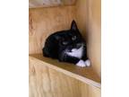 Adopt Chica a All Black Domestic Shorthair / Domestic Shorthair / Mixed (short