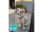 Adopt Ollie a White Mixed Breed (Small) / Mixed dog in Philadelphia