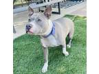 Adopt Lua a White - with Gray or Silver American Pit Bull Terrier / Mixed dog in