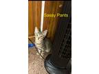 Adopt Ms. Sassy Pants a Brown or Chocolate (Mostly) Tabby / Mixed (short coat)