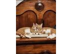 Adopt Sunny a Orange or Red Tabby American Shorthair / Mixed (short coat) cat in