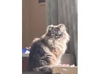 Adopt Karen a Gray or Blue (Mostly) Himalayan / Mixed (long coat) cat in Mason