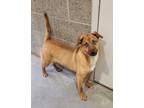 Adopt Ralphie a Tan/Yellow/Fawn Shepherd (Unknown Type) / Mixed dog in