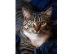 Adopt Trilla a Gray or Blue Domestic Shorthair / Domestic Shorthair / Mixed cat