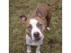 Adopt Freya a Brown/Chocolate American Pit Bull Terrier / Mixed dog in