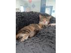 Adopt Pippi a Brown or Chocolate Domestic Shorthair / Domestic Shorthair / Mixed