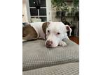 Adopt Alice a White - with Brown or Chocolate American Pit Bull Terrier / Mixed