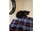 Adopt 55790873 a All Black Domestic Shorthair / Domestic Shorthair / Mixed cat
