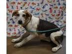 Adopt Dot a White Mountain Cur / Mixed dog in Gainesville, GA (41305937)