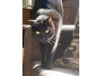 Adopt Bella a All Black American Shorthair / Mixed (short coat) cat in Mason