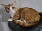 Adopt Nickolas a Orange or Red Tabby American Shorthair / Mixed (short coat) cat