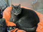 Adopt Fluffy a Gray or Blue (Mostly) American Shorthair / Mixed (short coat) cat