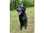Adopt Hunter a Black Labrador Retriever / Australian Shepherd / Mixed dog in