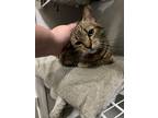 Adopt Apollo a Tiger Striped Tabby / Mixed (medium coat) cat in Hoover