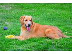 Adopt Hank a Red/Golden/Orange/Chestnut Labrador Retriever / Hound (Unknown