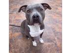 Adopt Ares a Gray/Silver/Salt & Pepper - with White American Pit Bull Terrier /