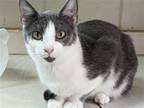 Adopt Cooper a Gray or Blue (Mostly) Domestic Shorthair / Mixed (short coat) cat