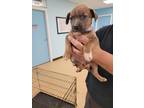 Adopt Angelica a Brown/Chocolate Mixed Breed (Medium) / Mixed dog in