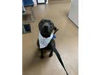 Adopt Athena a Black American Pit Bull Terrier / Mixed dog in Winfield