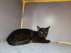 Adopt Reggie a All Black Domestic Shorthair (short coat) cat in Linton