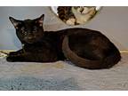 Adopt Figiro a All Black Domestic Shorthair (short coat) cat in Linton