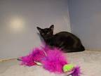 Adopt Coraline a All Black Domestic Shorthair (short coat) cat in Linton