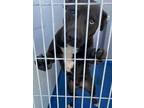 Adopt Domino a Black American Pit Bull Terrier / Mixed dog in Lancaster