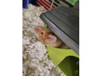 Adopt Hamlet a Orange Mouse / Mouse / Mixed (short coat) small animal in