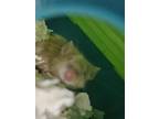 Adopt Ralphie a Orange Mouse / Mouse / Mixed (short coat) small animal in