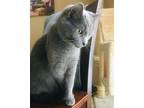 Adopt Lily a Gray, Blue or Silver Tabby American Shorthair / Mixed (short coat)