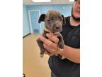 Adopt Phil a Gray/Blue/Silver/Salt & Pepper Mixed Breed (Medium) / Mixed dog in