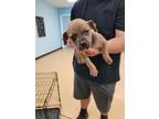 Adopt Susie a Gray/Blue/Silver/Salt & Pepper Mixed Breed (Medium) / Mixed dog in