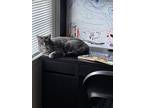 Adopt Milo a Gray, Blue or Silver Tabby Domestic Shorthair / Mixed (short coat)