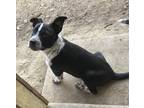 Adopt LEO a Black - with White Australian Cattle Dog / Mixed dog in Lower Lake