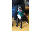 Adopt COOKIE a Black - with White Pit Bull Terrier / Mixed dog in Kensington