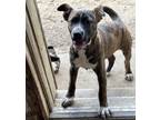 Adopt MAX a Brindle - with White Australian Cattle Dog / Mixed dog in Lower
