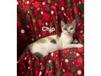 Adopt Chip a Calico or Dilute Calico Domestic Shorthair / Mixed (short coat) cat