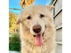 Adopt Hugo a White Great Pyrenees / Mixed Breed (Large) / Mixed dog in Carlsbad
