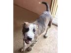 Adopt AMBER a Brindle - with White Australian Cattle Dog / Mixed dog in Lower
