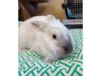 Adopt Lily a White American / Mixed (short coat) rabbit in Kensington