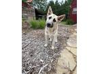 Adopt Ava a Shepherd (Unknown Type) / Husky dog in Framingham, MA (41282744)