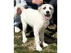 Adopt Taylor Swifty PENDING Adoption a White Great Pyrenees / Mixed dog in