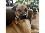 Adopt Winston - AVAILABLE a Pit Bull Terrier / Shepherd (Unknown Type) dog in