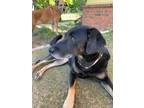 Adopt Marley a Black - with Tan, Yellow or Fawn Shepherd (Unknown Type) / Mutt /