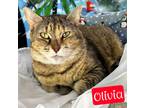 Adopt Olivia a Domestic Shorthair / Mixed (short coat) cat in Jim Thorpe