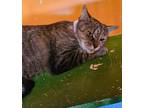 Adopt Olivia a Domestic Shorthair / Mixed (short coat) cat in Jim Thorpe